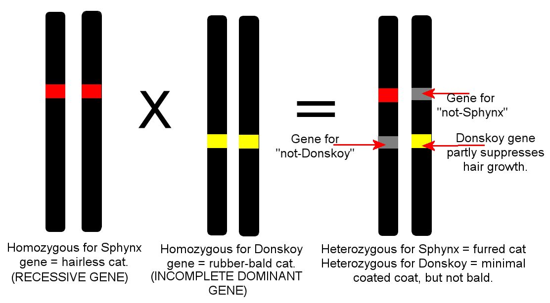 HAIRLESS GENE MISMATCH CANADIAN SPHYNX X DONSKOY