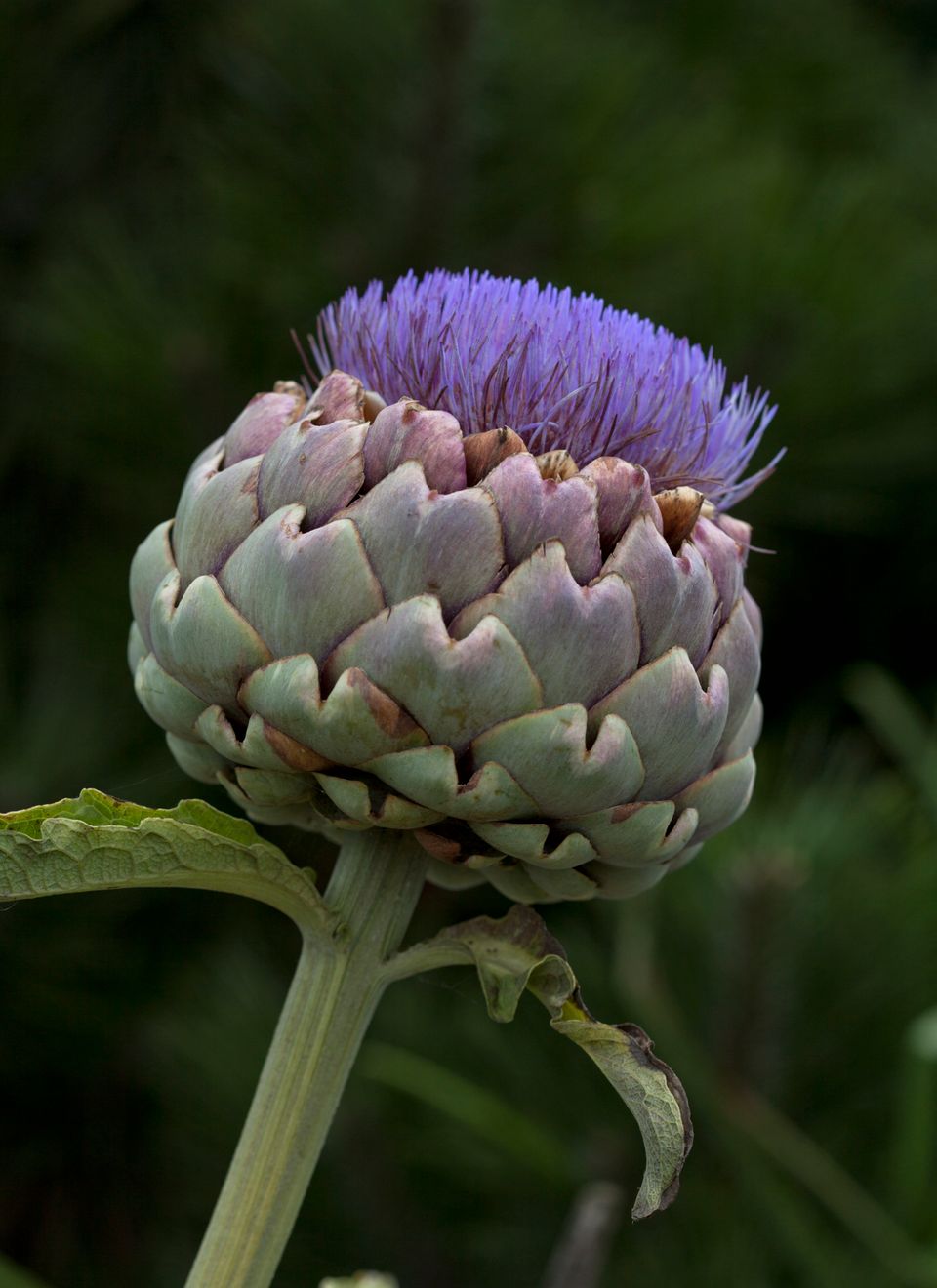 The Artichoke and Liver Detox Solutions Metabolic Healing