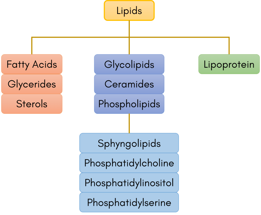 Lipidomics for Studying Metabolism - The Metabolomics Innovation Centre