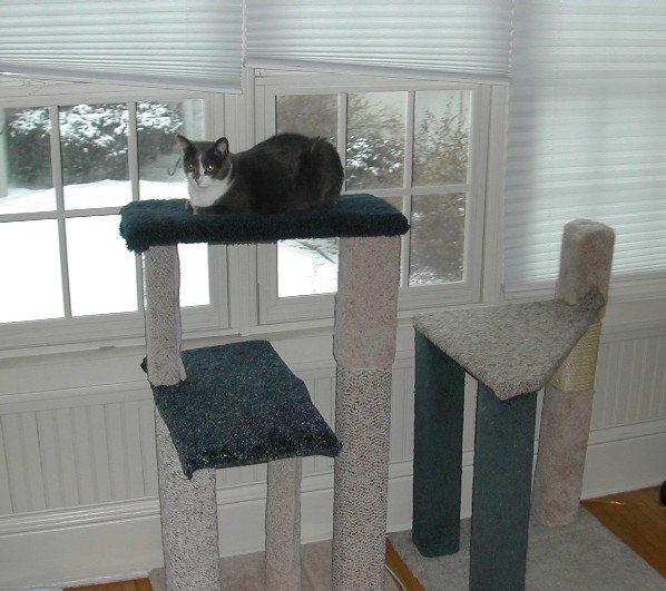 Homemade Cat Furniture