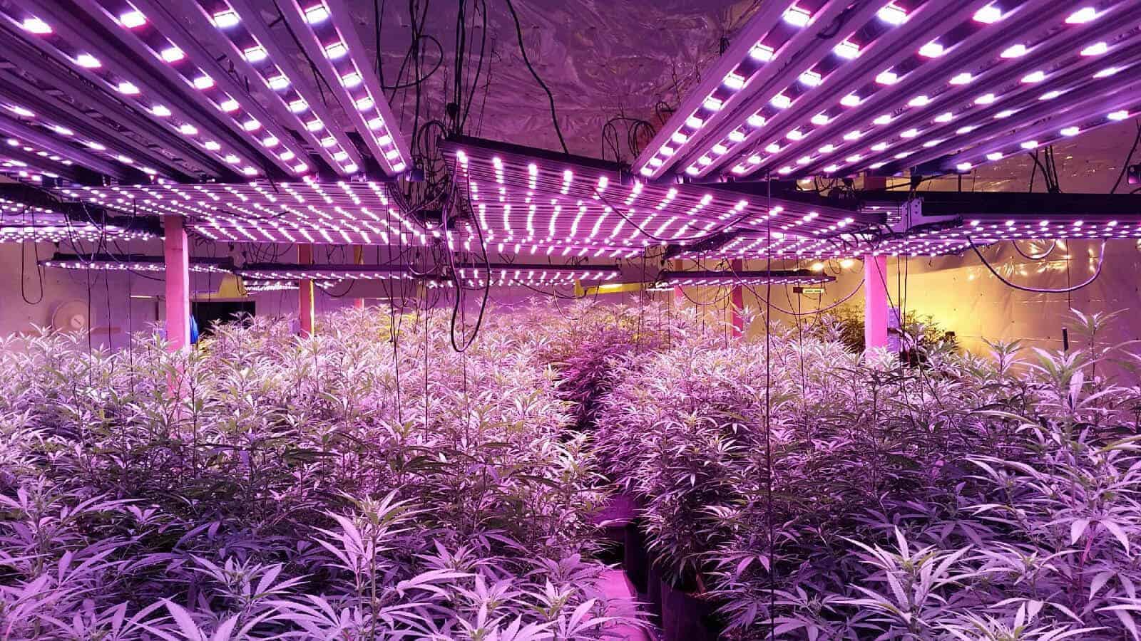 LED Lights Efficient Indoor Growing MetaEfficient