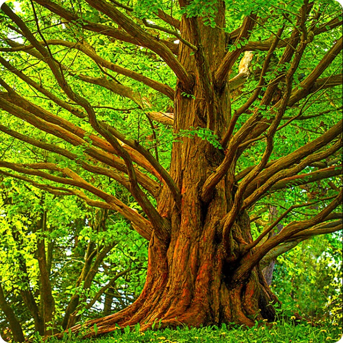 Buying and Growing A Dawn Redwood Tree MetaEfficient