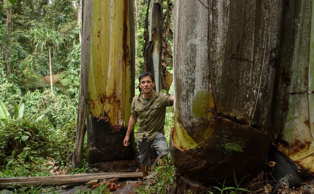 World's largest banana species Musa Ingens (giant banana) filmed in