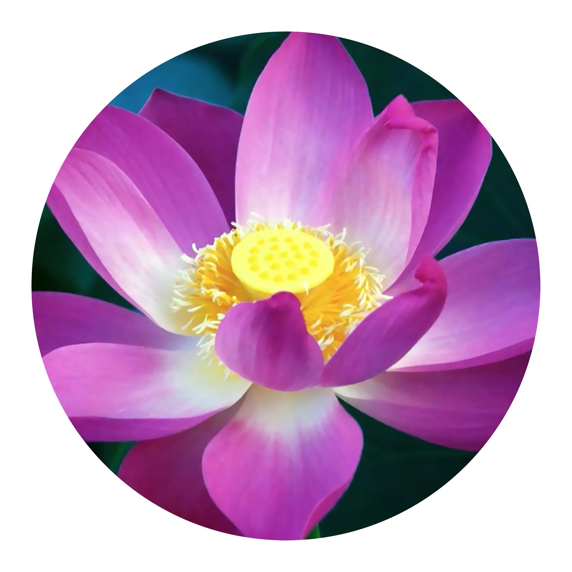 Lotus Round Metal Wall Art Round Wall Decor With A Image Of A Flower