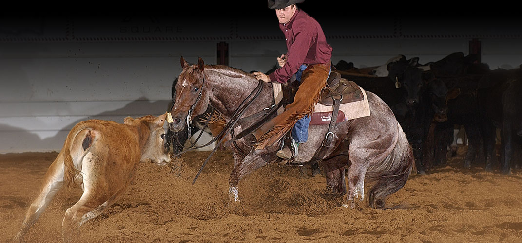 2018 breeding fee Metallic Cat