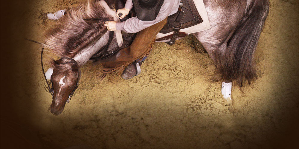 2018 breeding fee Metallic Cat