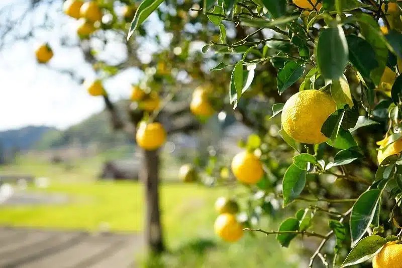 Yuzu Fruit The Citrus Superfruit You Need to Know About