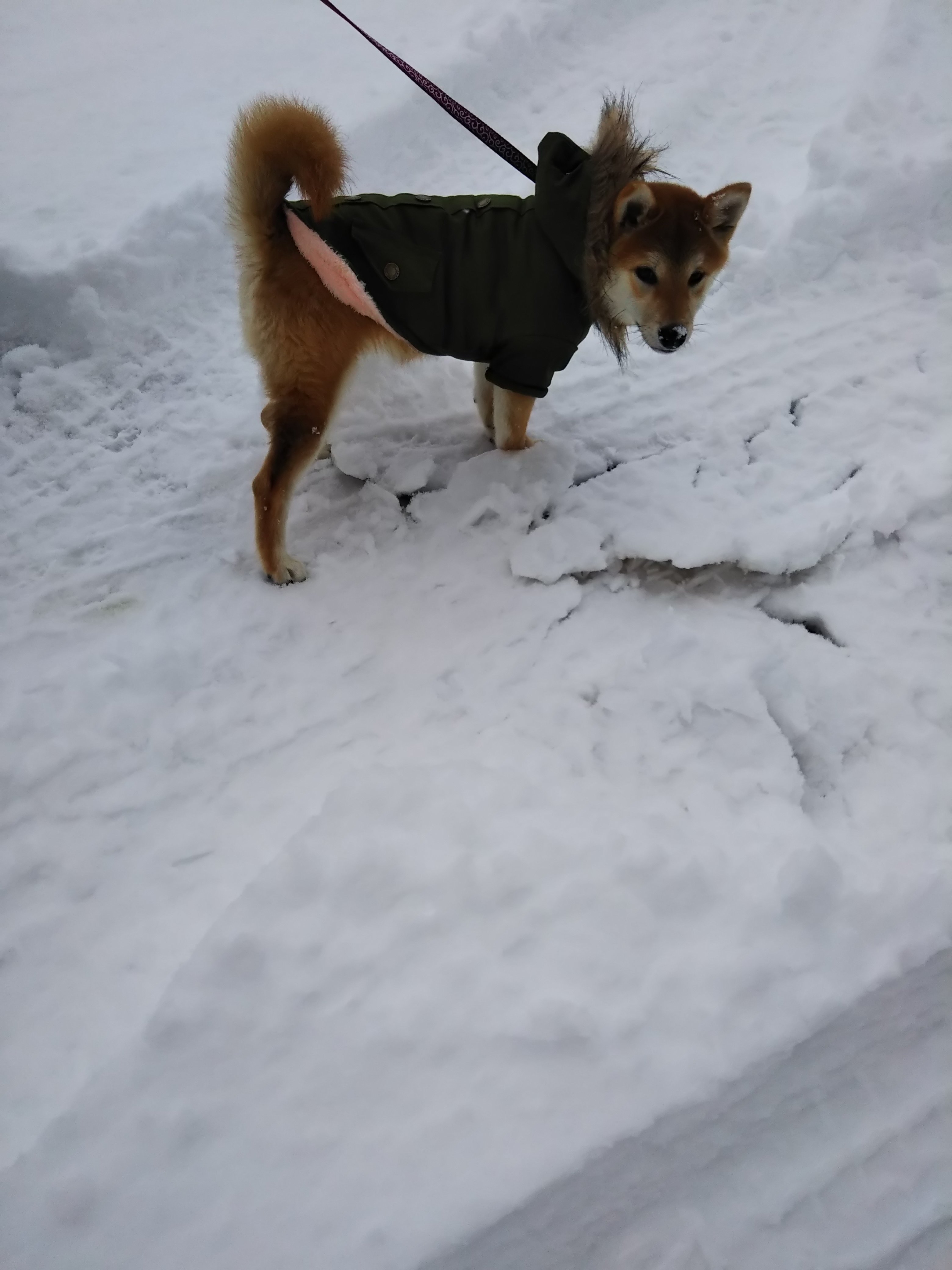 冬の厳しさを学ぶ 社員ブログ（JAPAN）