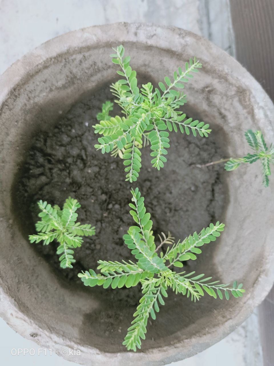 Do Plants sleep AT Night? CUBE ChatShaala