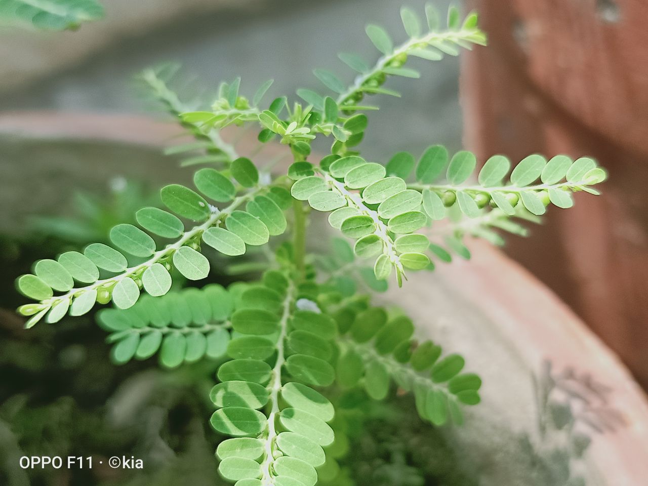 Do Plants sleep AT Night? CUBE ChatShaala