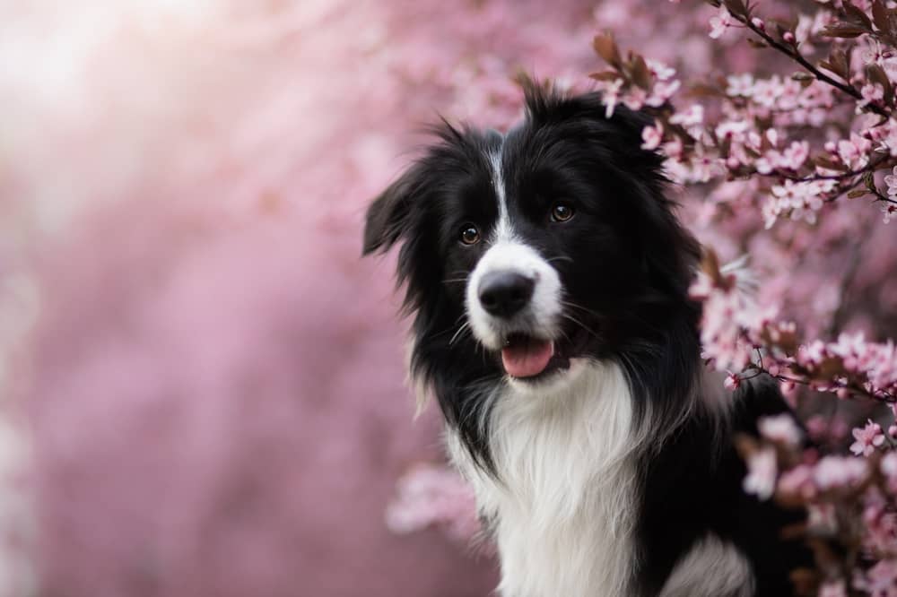 Can Dogs have Cherry Juice? Ultimate Guide MetaWoofs