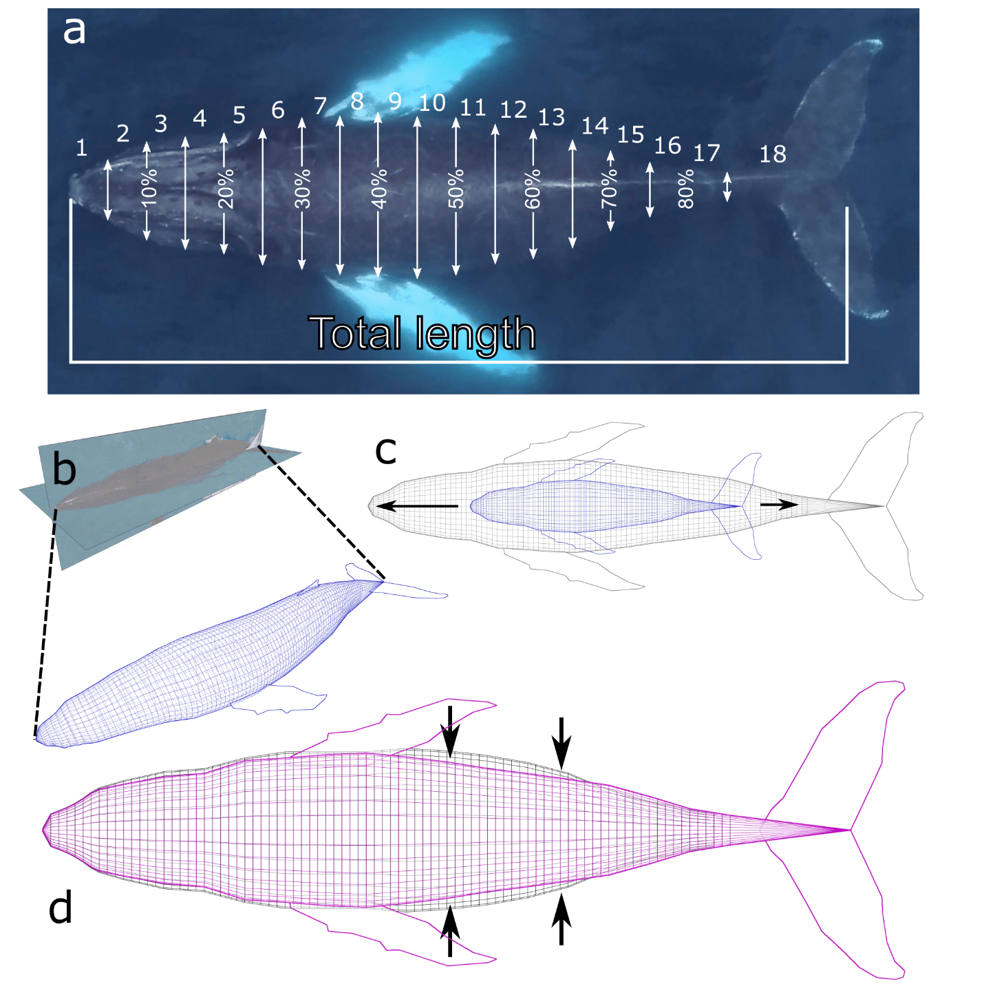 Comment peser une baleine Methods Blog