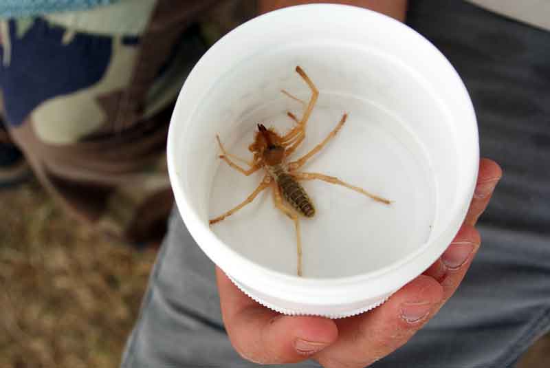 7 Incredible Camel Spider Facts (That Will Probably Creep You Out)