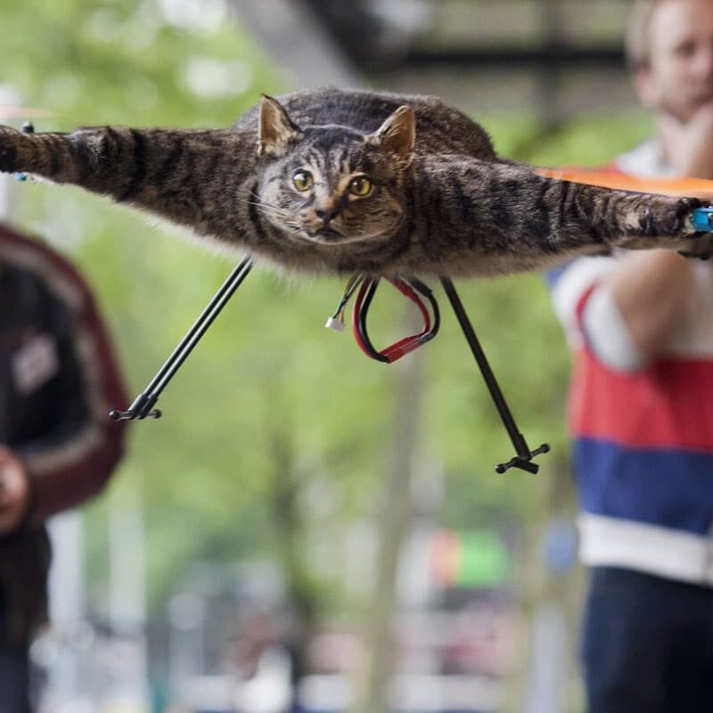 After His Cat Died, This Guy Made A RemoteControlled Dead Cat Drone