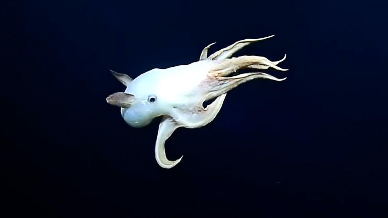 Video Of Rare DeepSea Dumbo Octopus Fascinates Users