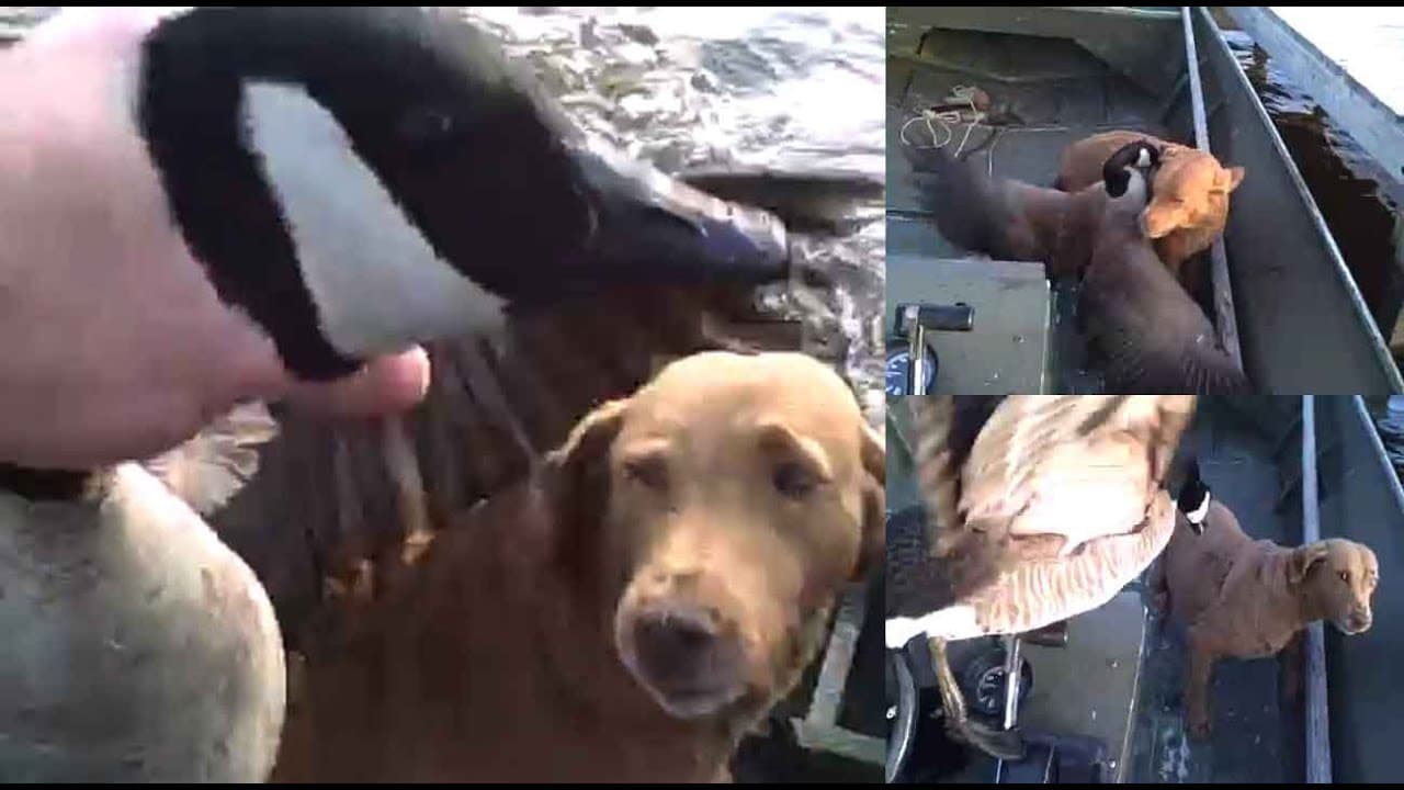 Fisherman And Dog Flee After Relentless Goose Attack