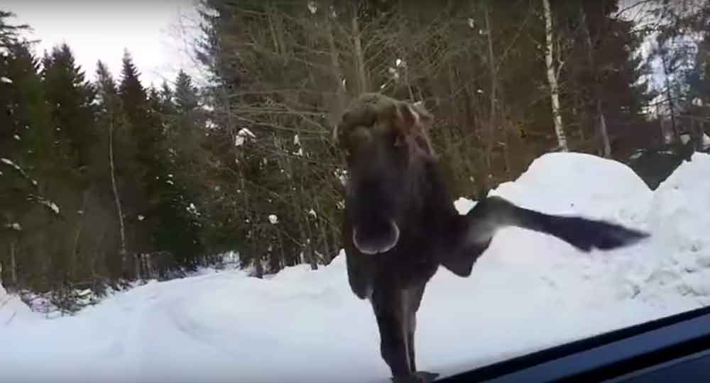 Moose Attack Why You Shouldn't Stalk Them With Your Car