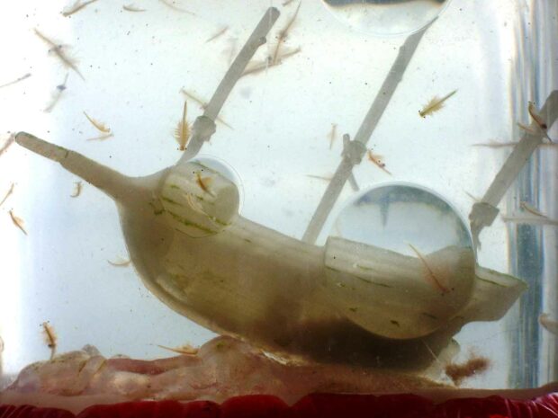 18 Weird Facts About SeaMonkeys You Won't Believe Are