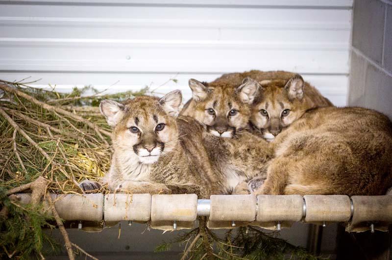 Methow Valley cougar cubs find sanctuary in Minnesota Methow Valley News