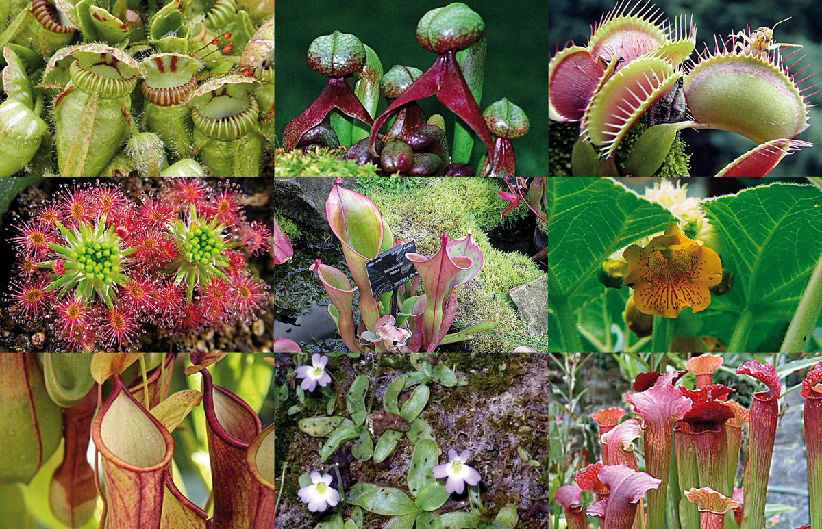 Un jardín de carnívoras Revista Mètode