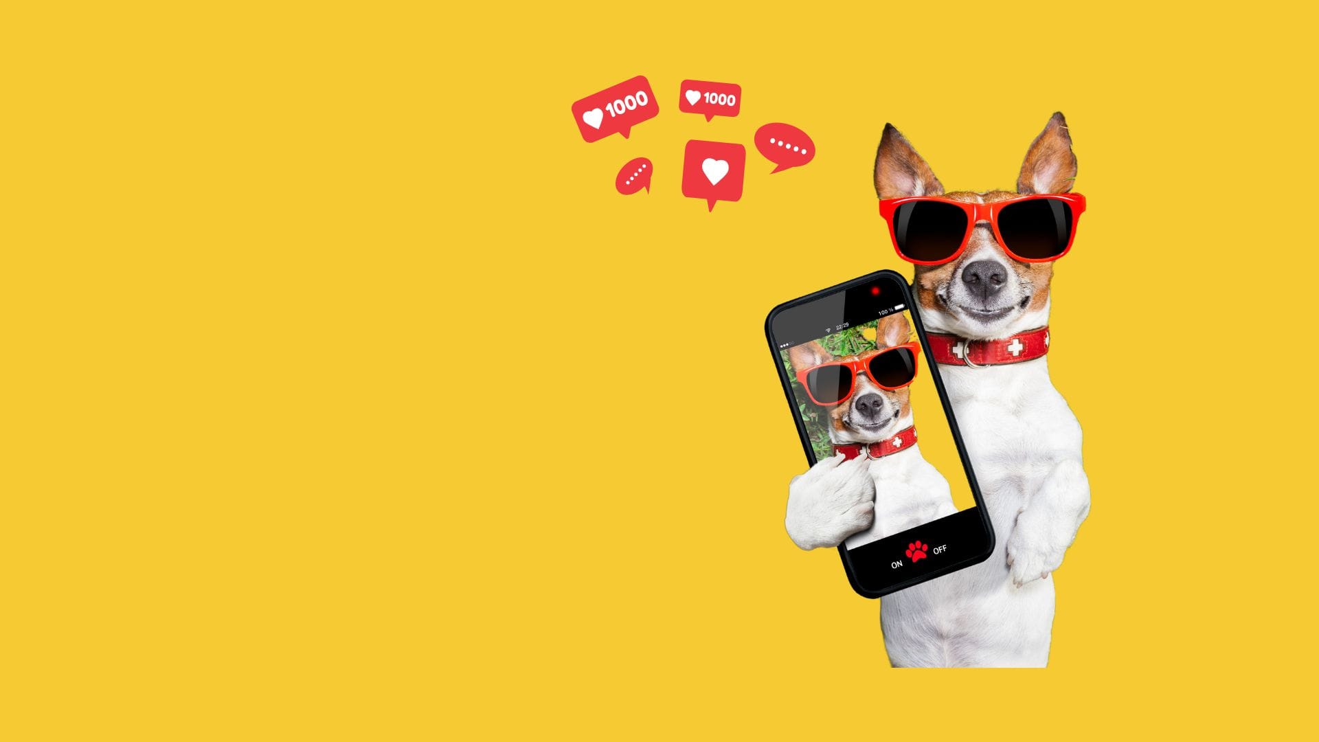 Pet Influencers 2024