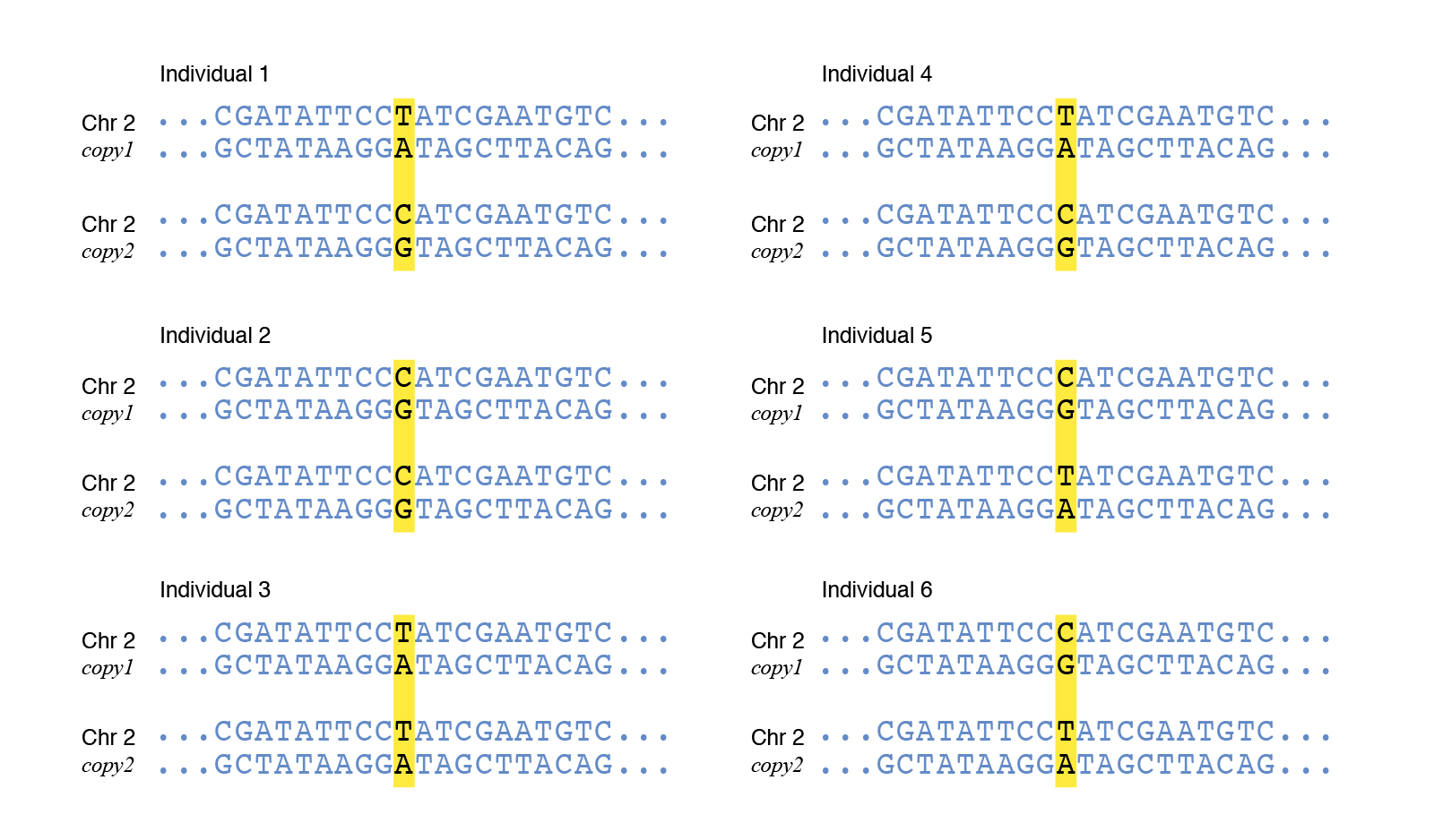 Part III Mutations & Polymorphisms