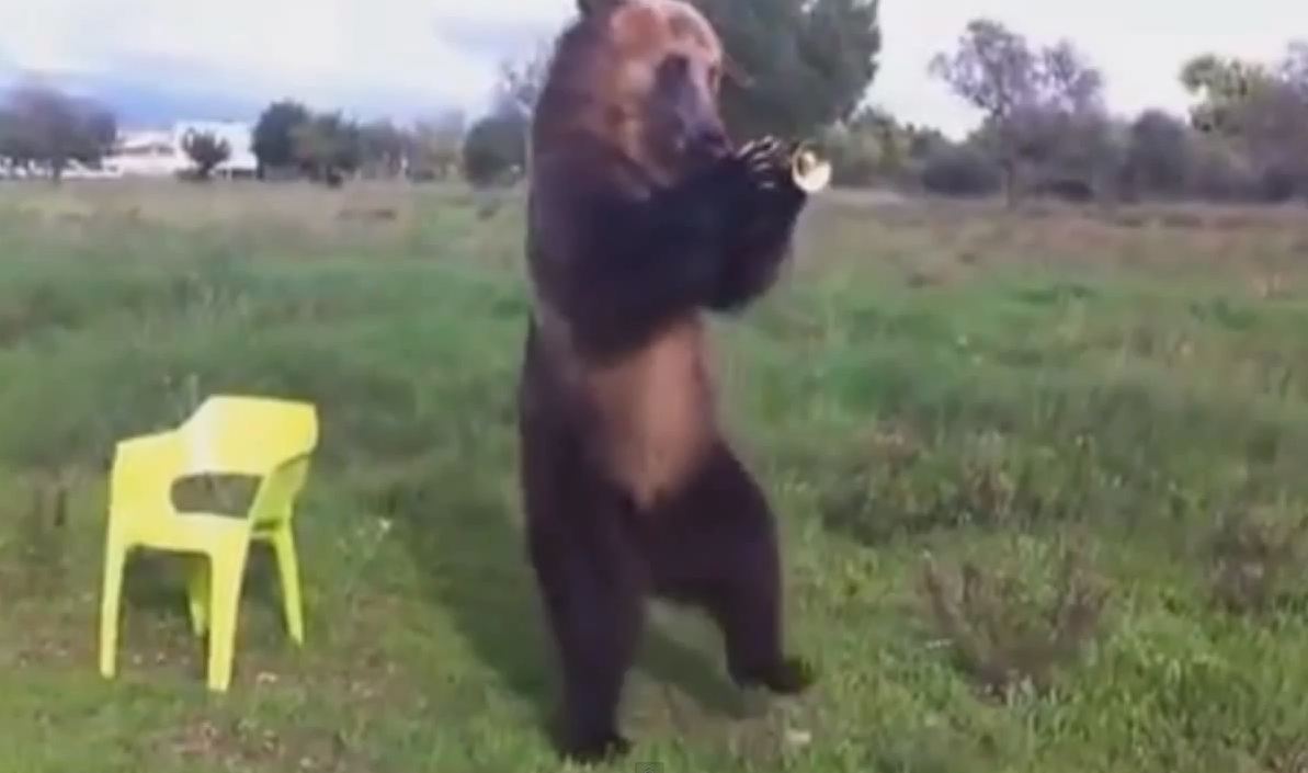 Talented Russian bear and his awesome friend video Real or fake