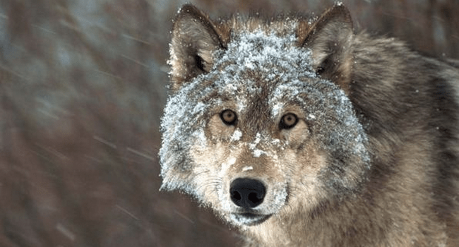 Hapless farmer gets cute puppy to look after his sheep – turns out to