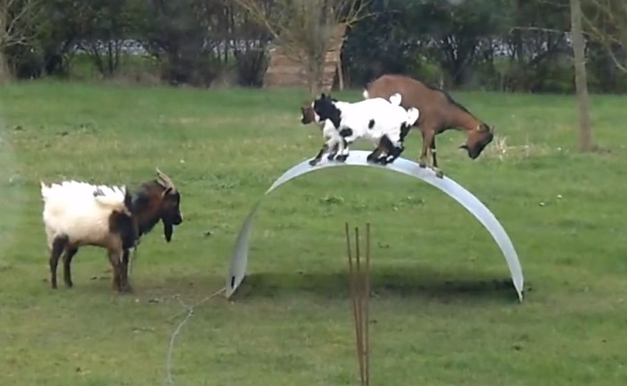Video Funloving goats love life bouncing on metal sheet Metro News