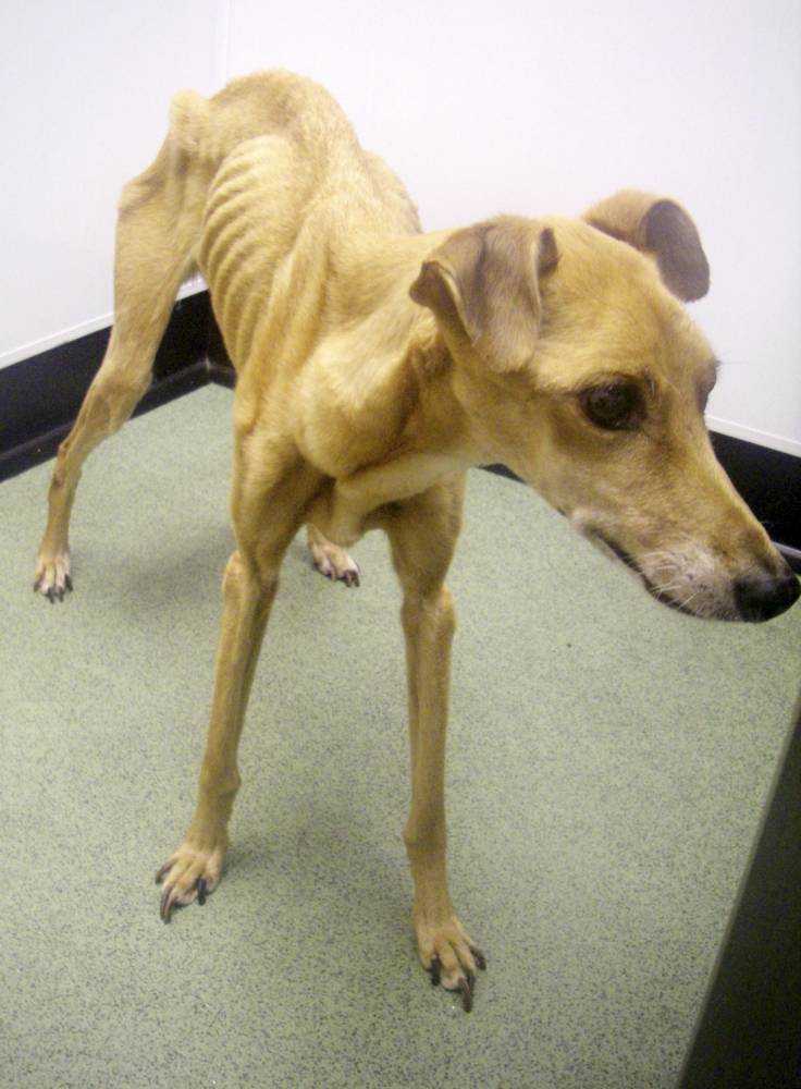 David Lowe Bolton man who starved Fly the lurcher dog so