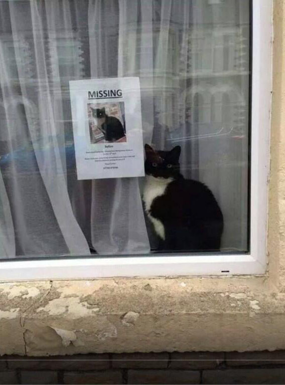 Missing Roath, Cardiff, cat doesn't look like it's missing, actually