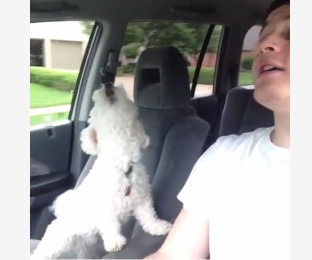 Patrick Barnes Vine Quincy the dog excited about road
