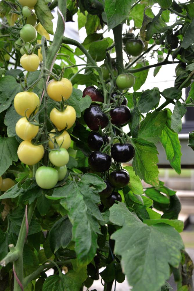 World's first black and white tomato plant goes on sale