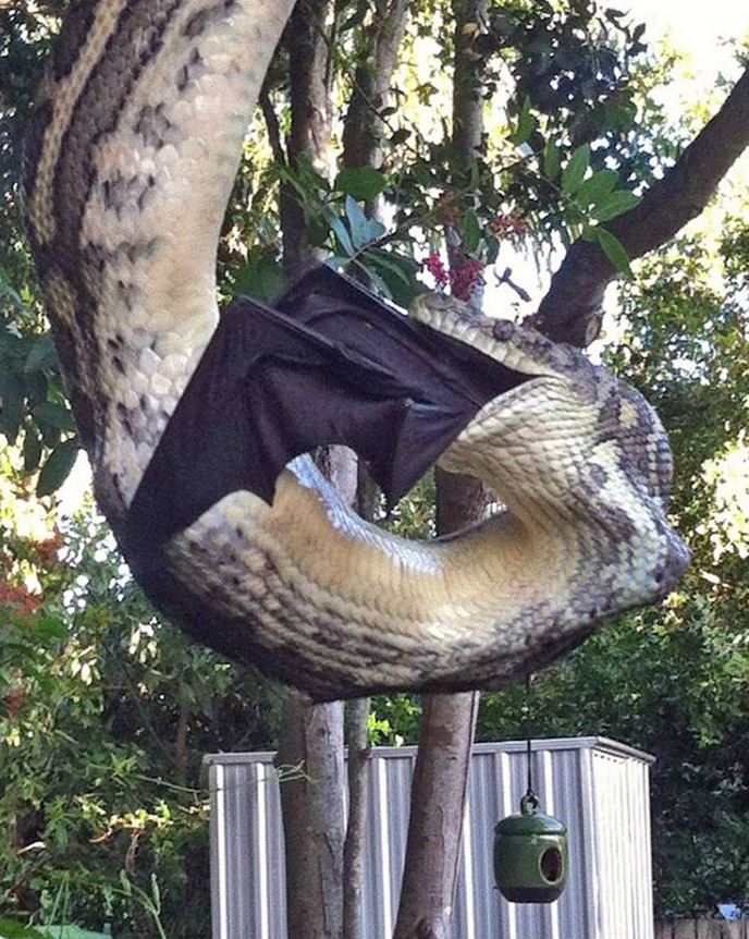 video of huge python eating huge bat from australia is