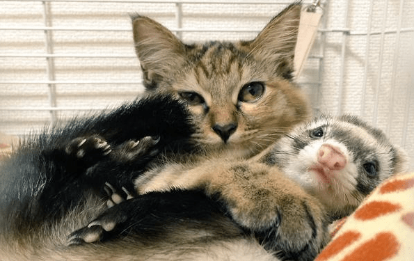 ferret playing with cat