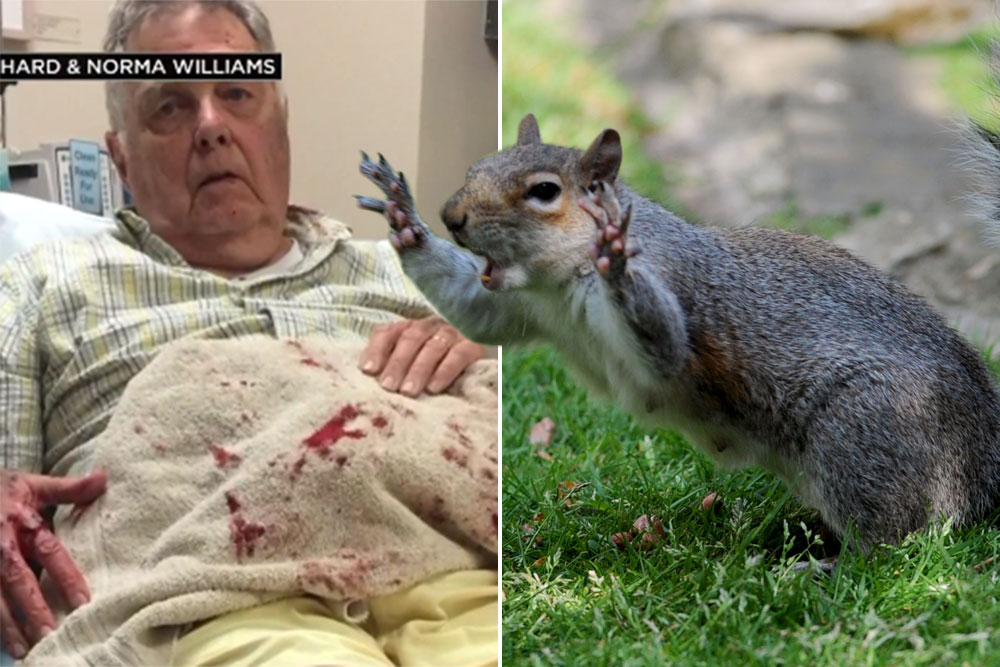 Squirrel goes berserk and puts couple in hospital in ...