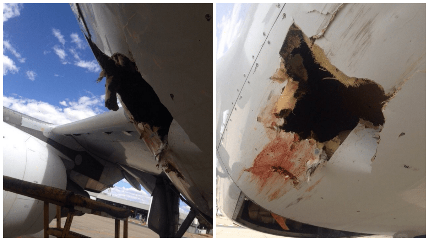 Bird crashes into Air Namibia plane leaving 'bird strike' hole Metro News