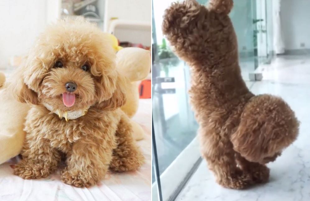 ginger toy poodle