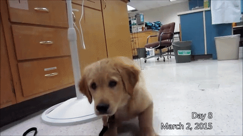 Video of Gumbo going through guide dog training is too much cuteness to handle Metro News