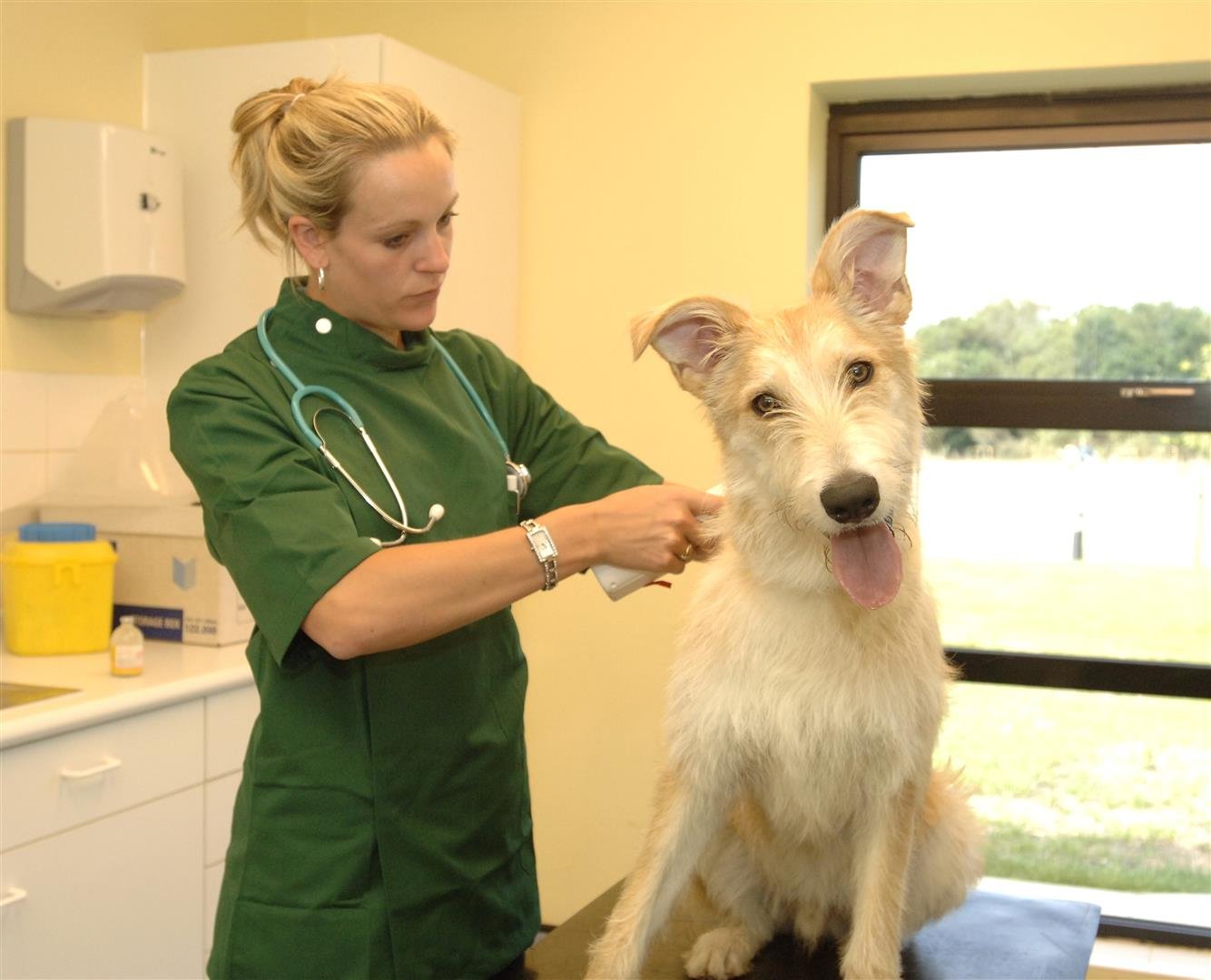 Dog owners face £500 fine if your dog doesn't meet this
