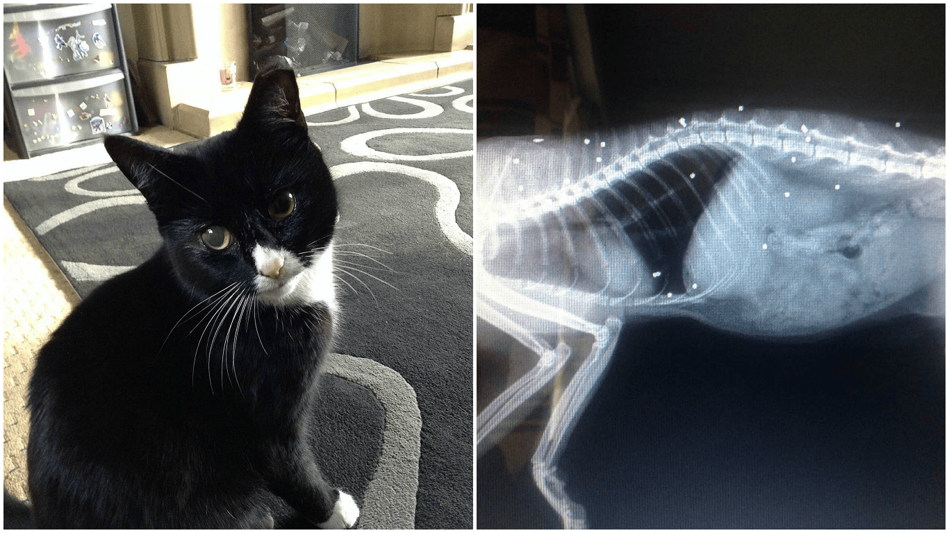 Cat shot more than 30 times with shotgun somehow survives in Ardleigh ...