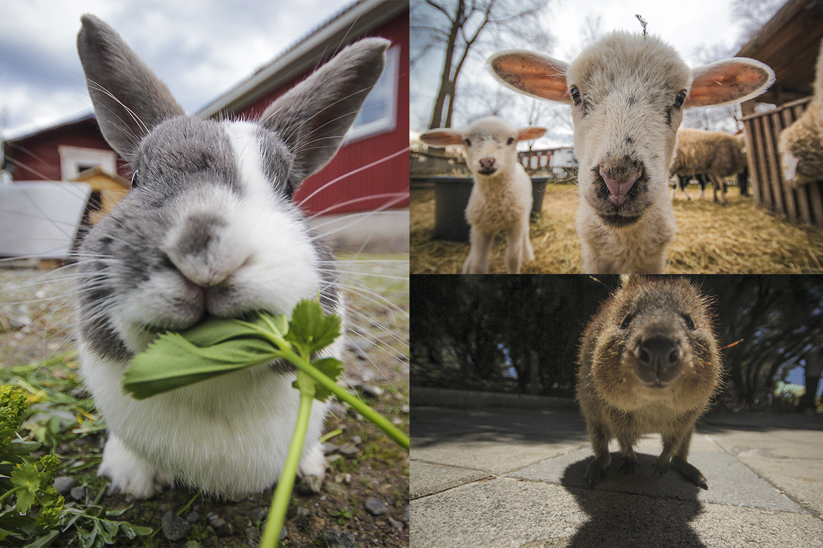 Chanel and Stevo quit jobs to travel around the world