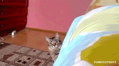 27 weird, cute and funny things cats can get away with but people can't