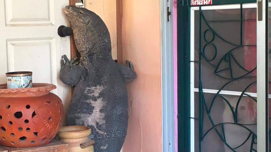 Giant monitor lizard at the door of house in Thailand, trying to get in