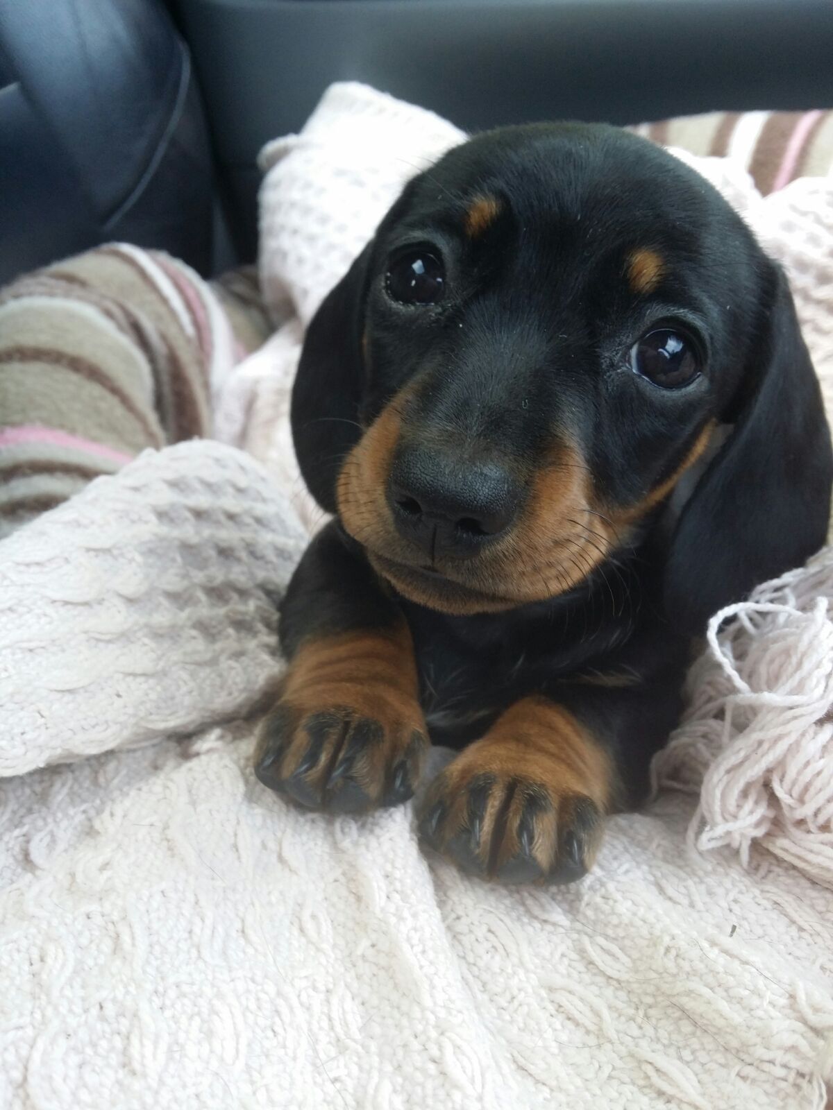 Dog names Redditor asks for help to name new (girl) sausage dog puppy