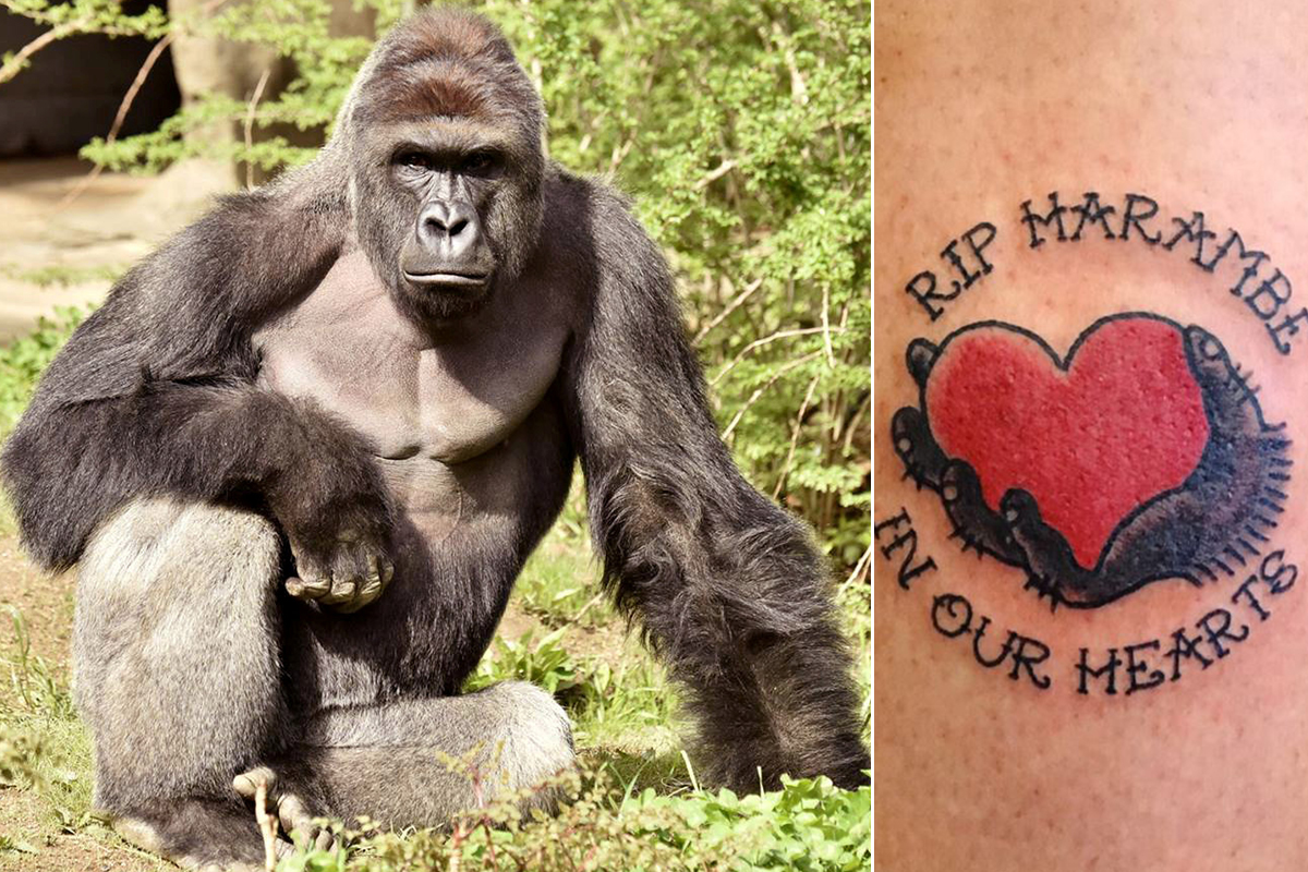 People are getting Harambe tattoos and they are absolutely glorious