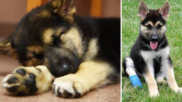 Puppy born without paws to get prosthetics Metro News