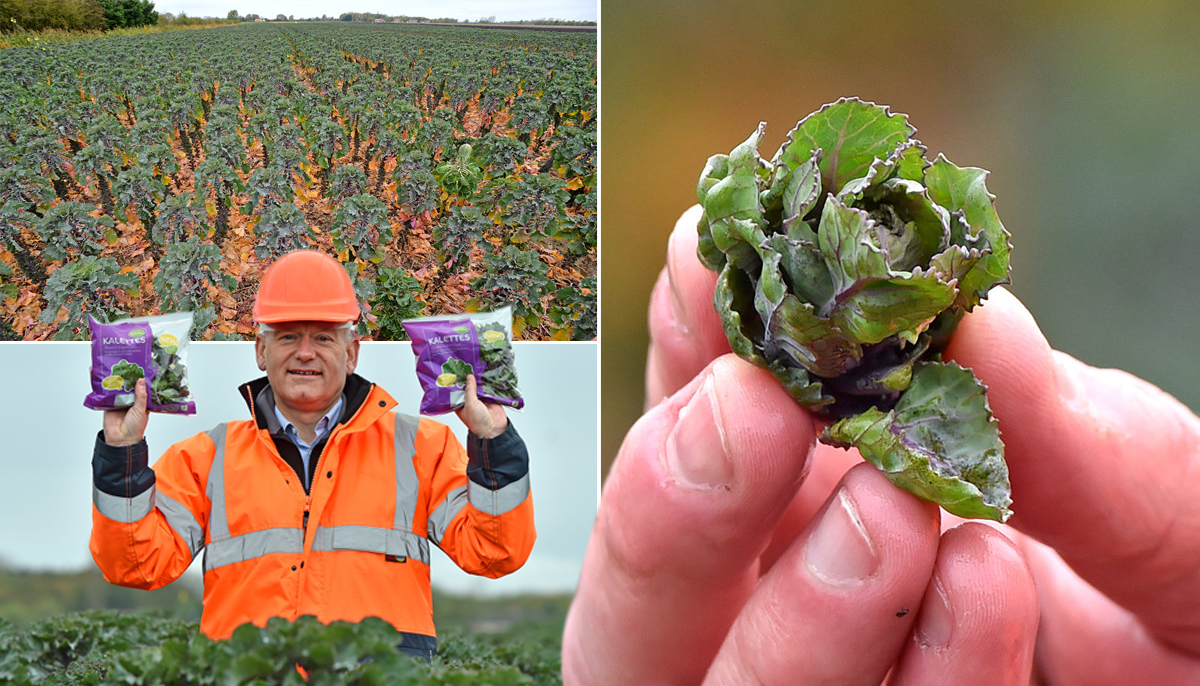 KaleBrussel sprouts exist and they're called Kalettes Metro News