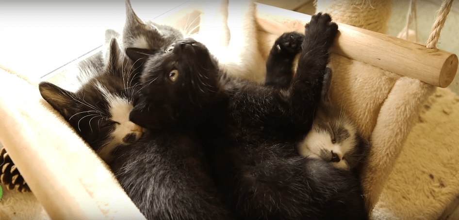 Cat meditation video to relax you when everything is stressful Metro News