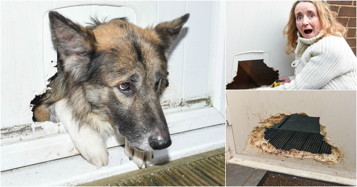 Dog gets stuck in door while trying to scratch his way out in